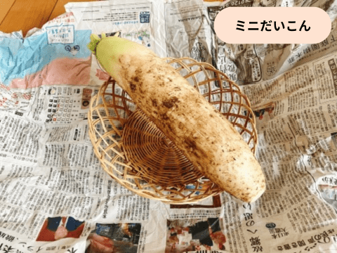 ミニだいこん