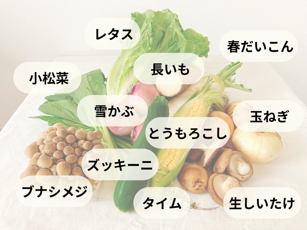 坂ノ途中きほんのお野菜セット6月の中身