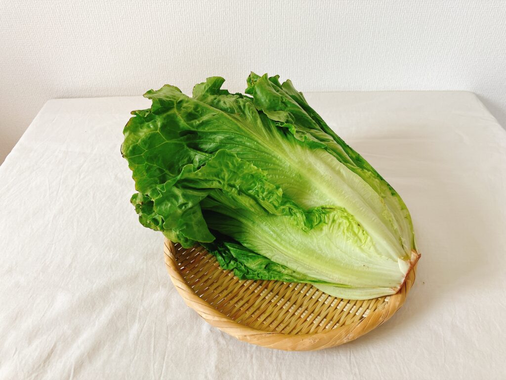 坂ノ途中のきほんのお野菜セットに入っていたレタス