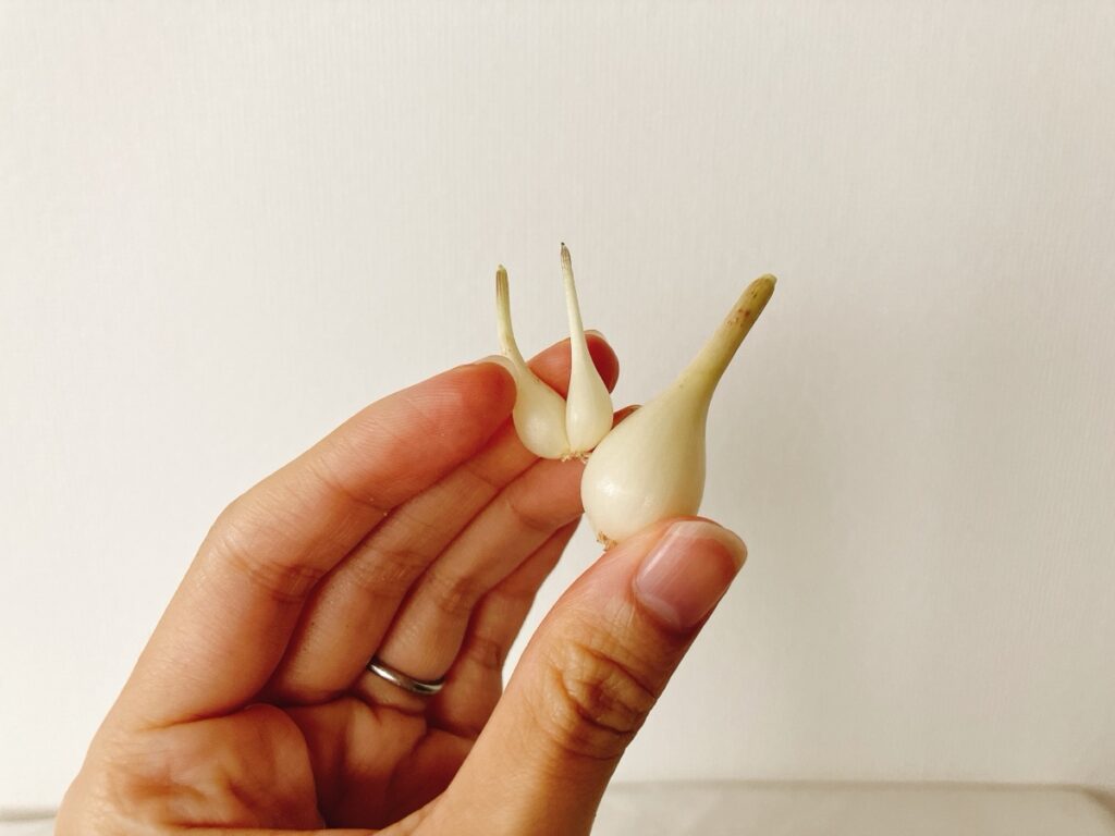 おまけで届いたエシャレット2個を手に持った様子