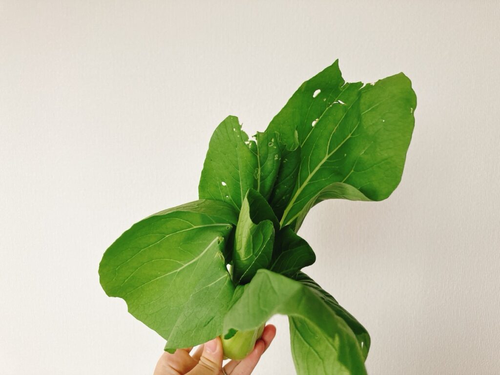 坂ノ途中から届いたチンゲンサイの葉にあいた虫食いの穴